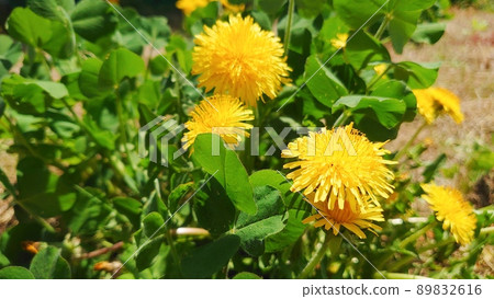 蒲公英花 蒲公英花 89832616