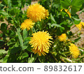 Dandelion flower 89832617