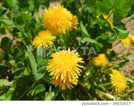 Dandelion flower Dandelion flower 89832617
