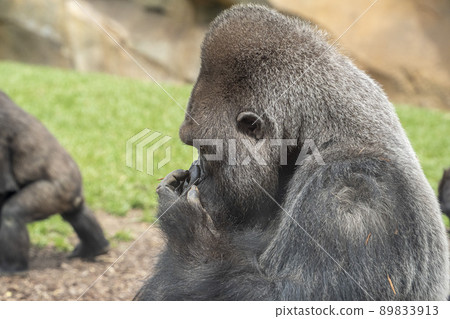 Silverback gorilla male ape monkey portrait close up face 89833913
