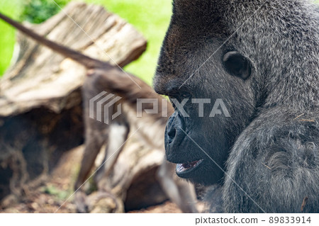 Silverback gorilla male ape monkey portrait close up face 89833914