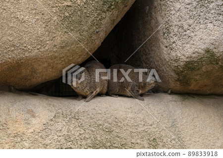 Procavia capensis africa outside cave rocks portrait 89833918