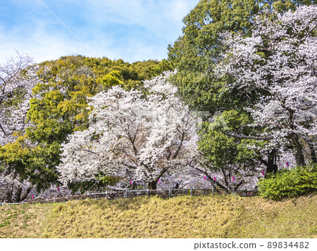 春天的小牧山櫻花馬場公園 春天的小牧山櫻花馬場公園 89834482