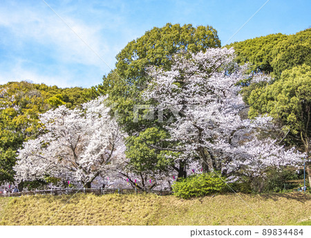Spring Komakiyama Park Sakura no Baba Spring Komakiyama Park Sakura no Baba 89834484
