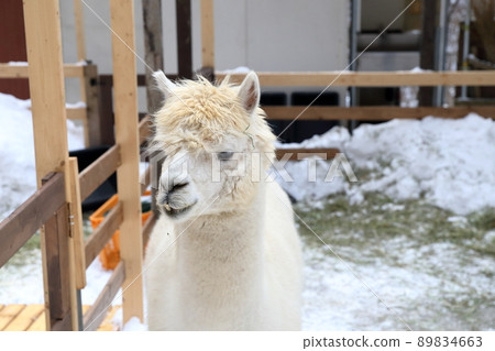 人氣動物羊駝（長野縣茅野市橫田尼克羊駝廣場） 89834663