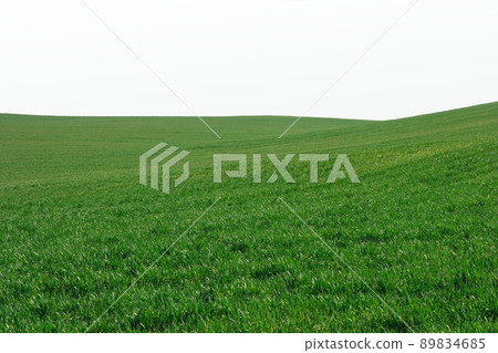 Field Field 89834685
