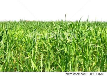 Field Field 89834686