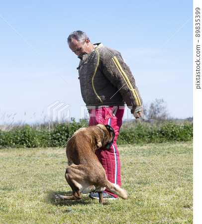 training of belgian shepherd training of belgian shepherd 89835399
