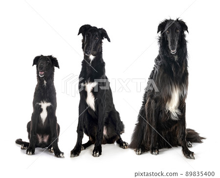borzoi in studio borzoi in studio 89835400