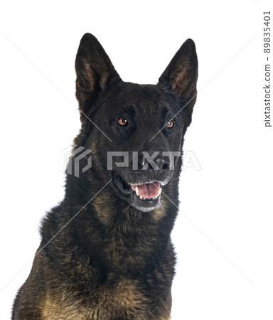 adult german shepherd adult german shepherd 89835401