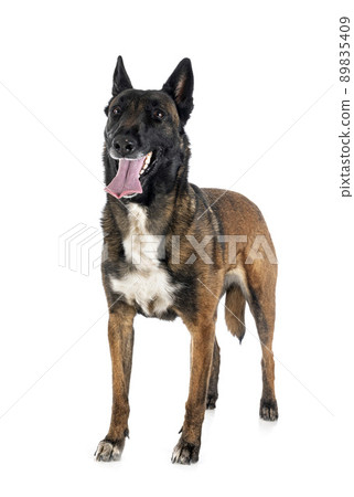 malinois in studio malinois in studio 89835409