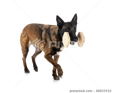 malinois in studio malinois in studio 89835410