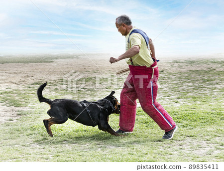 training of rottweiler 89835411