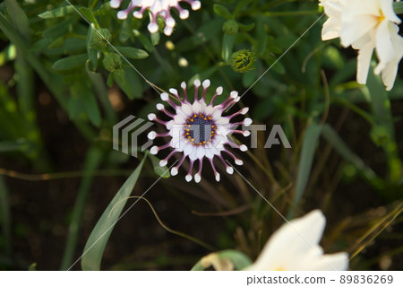 Osteospermum Philip Spoon Bloom Kogiku Osteospermum Philip Spoon Bloom Kogiku 89836269