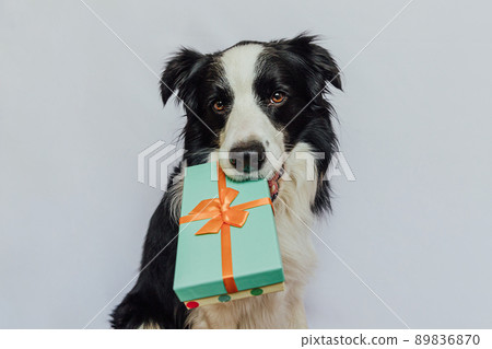 Puppy dog border collie holding green gift box in mouth isolated on white background. Christmas New Year Birthday Valentine celebration present concept. Pet dog on holiday day gives gift. I'm sorry Puppy dog border collie holding green gift box in mouth isolated on white background. Christmas New Year Birthday Valentine celebration present concept. Pet dog on holiday day gives gift. I'm sorry 89836870