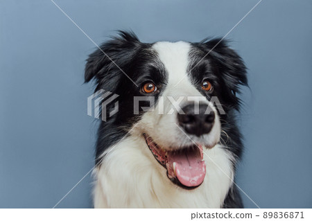 Cute puppy dog border collie with funny face isolated on grey blue background. Cute pet dog. Pet animal life concept Cute puppy dog border collie with funny face isolated on grey blue background. Cute pet dog. Pet animal life concept 89836871