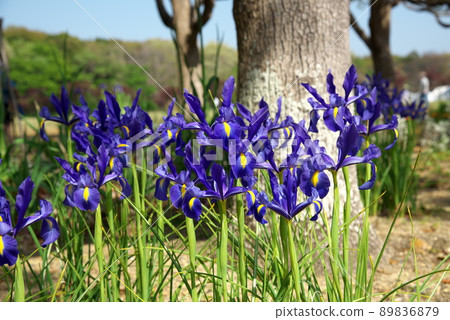 Dutch iris 89836879