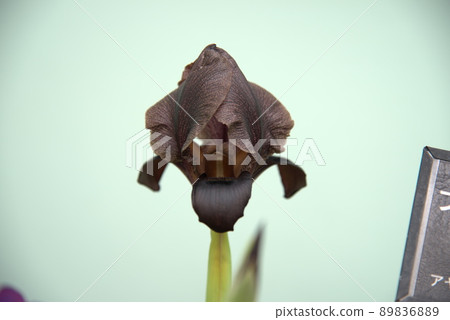 Black Iris Middle East Jordan National Flower 89836889