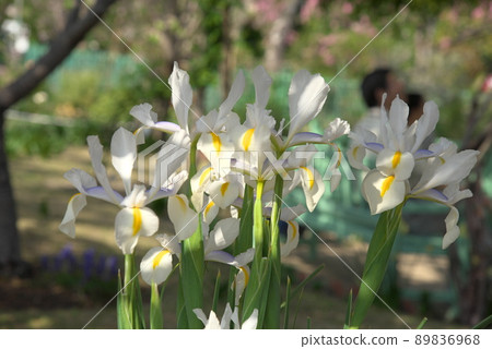 Dutch iris 89836968