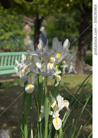 Dutch iris 89836969