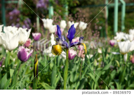 Dutch iris 89836970