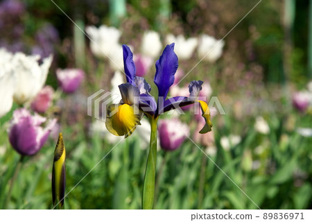 Dutch iris 89836971