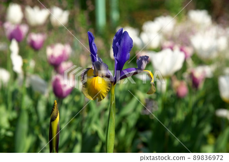 Dutch iris 89836972