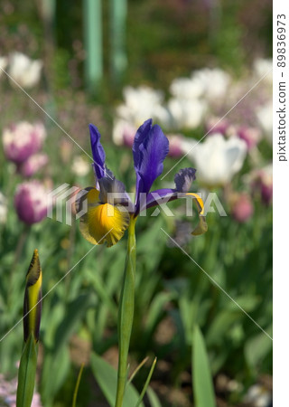 Dutch iris 89836973