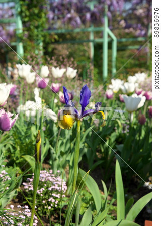 Dutch iris 89836976