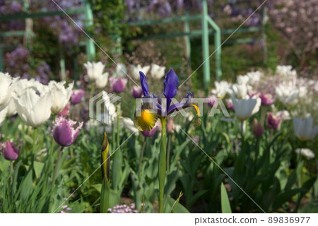 Dutch iris Dutch iris 89836977