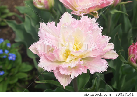 Pink flowers of tulips [frilled / double-flowered] 89837141
