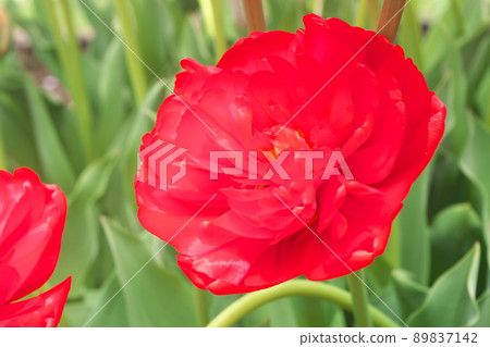 鬱金香紅花【重瓣】 鬱金香紅花【重瓣】 89837142