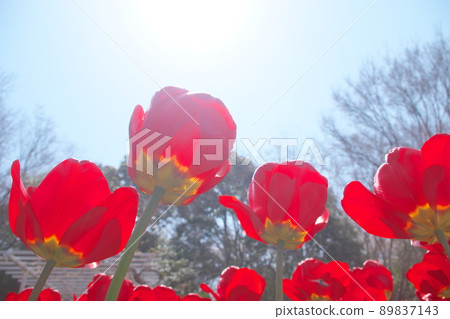 Tulip red flowers [sky background] 89837143