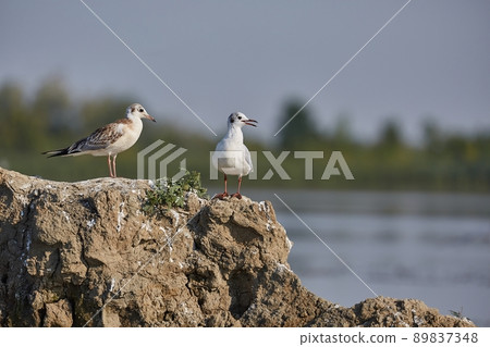Seagulls on a small island in a lkae Seagulls on a small island in a lkae 89837348