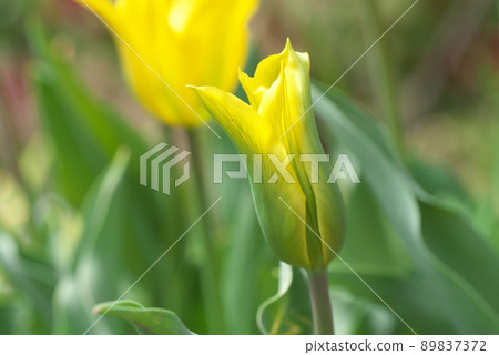 Tulip yellow flowers Tulip yellow flowers 89837372