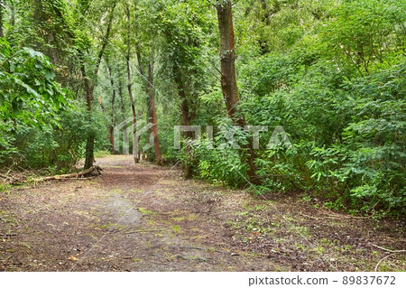 Forest walking route Forest walking route 89837672