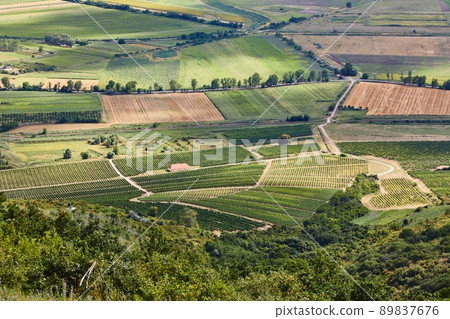 Grapeyards of Tokaj hillside 89837676
