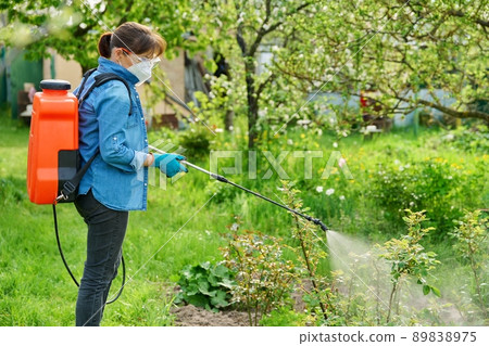 Woman with backpack garden spray gun under pressure handling bushes roses Woman with backpack garden spray gun under pressure handling bushes roses 89838975
