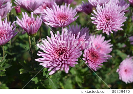 食用菊花當地烹飪食材 89839470