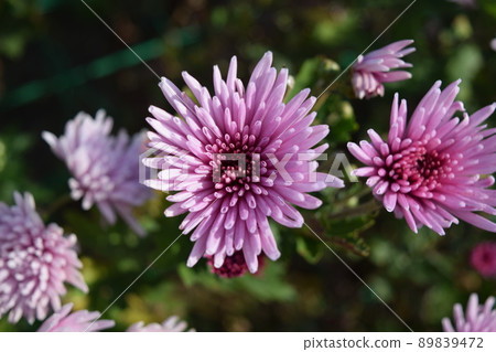 食用菊花當地烹飪食材 89839472