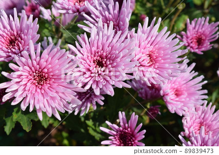 食用菊花當地烹飪食材 89839473