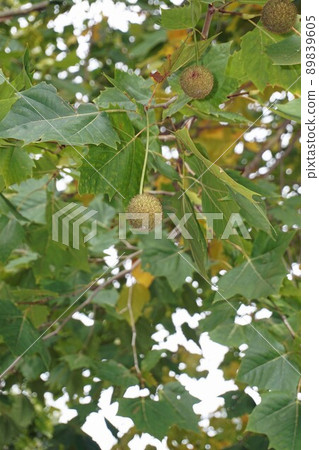 October 2021 ・ Platanas fruit and large leaves 89839605