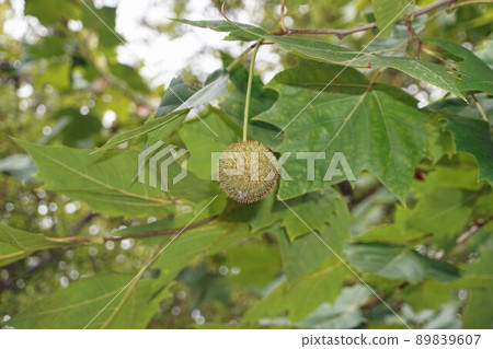 October 2021 ・ Platanas fruit and large leaves 89839607