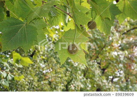 2021年10月·普拉塔納斯果實和大葉 2021年10月·普拉塔納斯果實和大葉 89839609