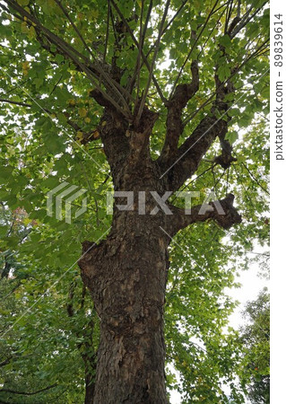 2021年10月・梧桐的大葉子和粗壯的樹幹 89839614
