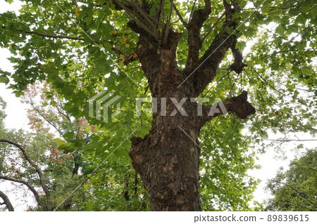 2021年10月・梧桐的大葉子和粗壯的樹幹 89839615