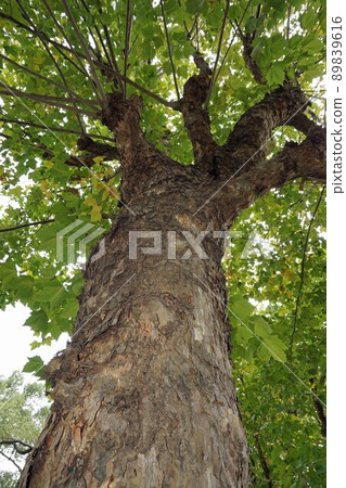 2021年10月・梧桐樹粗壯的樹幹 89839616