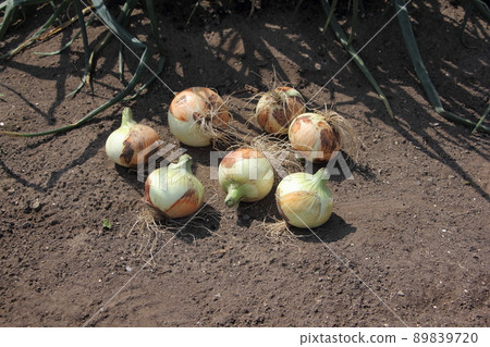 Harvest of onion Harvest of onion 89839720