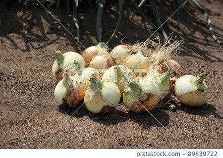 洋蔥的收穫 89839722