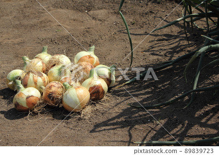 洋蔥的收穫 89839723
